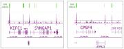 Tet1 antibody (pAb) tested by ChIP-Seq.