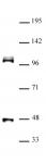 CUL4B antibody (pAb) tested by Western blot.