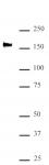 SMARCC2 / BAF170 antibody (pAb) tested by Western blot.