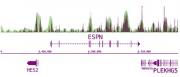 5-Methylcytosine (5-mC) antibody (mAb) tested by MeDIP-Seq analysis.