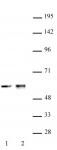 CDK8 antibody (pAb) tested by Western blot.