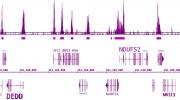 BRD3 antibody (pAb) tested by ChIP-Seq.