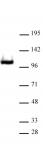RB1 antibody (pAb) tested by Western blot.