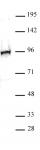 NRF2 antibody (pAb) tested by Western blot.