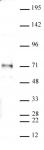 SMAD4 antibody (pAb) tested by Western blot.