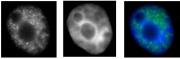 RNA pol II CTD Ser2ph / Ser5ph antibody (mAb) tested by immunofluorescence.