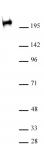 RNA pol II CTD Ser2ph / Ser5ph antibody (mAb) tested by Western blot.