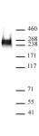 RNA pol II CTD phospho Ser7 antibody (mAb) tested by Western blot.