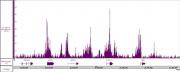 YY1 antibody (pAb) tested by CUT&RUN