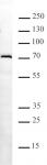 METTL3 antibody (mAb) tested by Western blot.