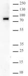 BRD9 antibody (pAb) tested by Western blot.