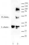BRD9 antibody (pAb) tested by immunoprecipitation.