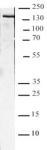 BRD4 antibody (pAb) tested by Western blot.
