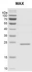 Recombinant MAX protein gel.