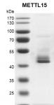 Recombinant METTL15 protein gel