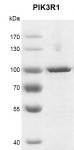 Recombinant PIK3R1 protein gel
