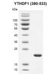 Recombinant YTHDF1 (380-533) SDS PAGE gel