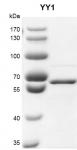 Recombinant YY1 protein gel