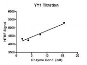 HTRF assay for YY1 activity