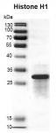 Recombinant Histone H1 protein gel