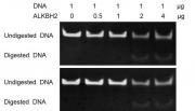 ALKBH2 dioxygenase activity assay