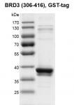Recombinant BRD3 (306-416), GST-Tag protein gel