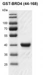 Recombinant BRD4 (44-168), GST-Tag protein gel