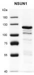Recombinant NSUN1 protein