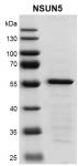 Recombinant NSUN5 protein