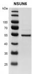 Recombinant NSUN6 protein