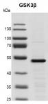 Recombinant GSK3&beta; protein