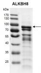 Recombinant ALKBH8 protein gel