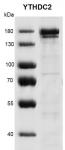 Recombinant YTHDC2 protein gel