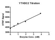 Recombinant YTHDC2 binding assay