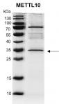 Recombinant METTL10 protein gel