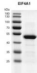 Recombinant EIF4A1 protein gel