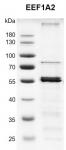 Recombinant EEF1A2 protein gel