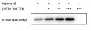 Recombinant KAT6A / MOZ (488-778) protein activity assay