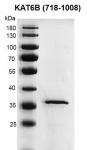 Recombinant KAT6B / MORF (718-1008) protein gel