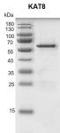 Recombinant KAT8 / MYST1 protein gel