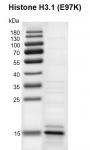 Recombinant Histone H3.1 (E97K) gel