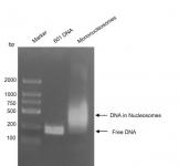Recombinant Mononucleosomes (H1.2) DNA gel