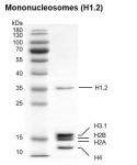 Recombinant Mononucleosomes (H1.2) protein gel