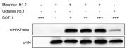 Western blot assay for Recombinant Mononucleosomes(H1.2)