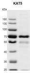 Recombinant KAT5 protein gel