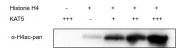 Western blot for Recombinant KAT5 protein activity