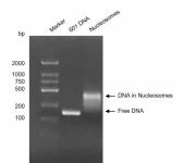 Recombinant Mononucleosomes H3.3 (R8C),biotin, DNA gel