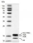 Recombinant Mononucleosomes H3.3 (R8C)  - biotin, protein gel