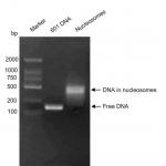 Recombinant Mononucleosomes H3.3 (K18M) - biotin DNA gel