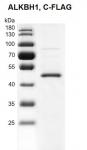 Recombinant ALKBH1 FLAG-Tag  protein gel